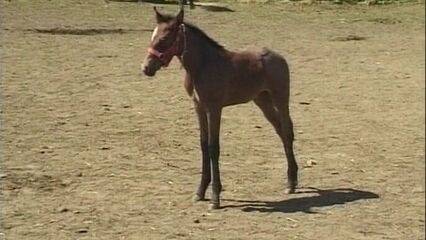 Ненасытная крестьянка - полный порно фильм на русском