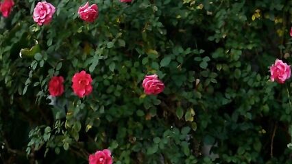 Белоснежки любят два члена в киску одновременно