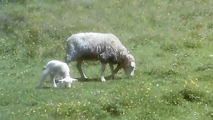 Порно фильм Зверь | La Bete | The Beast 1975 смотреть онлайн