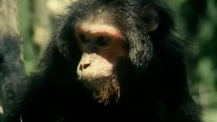 Тарзан X: Позор Джейн | Tarzan-X: Shame of Jane (1995) порно фильм